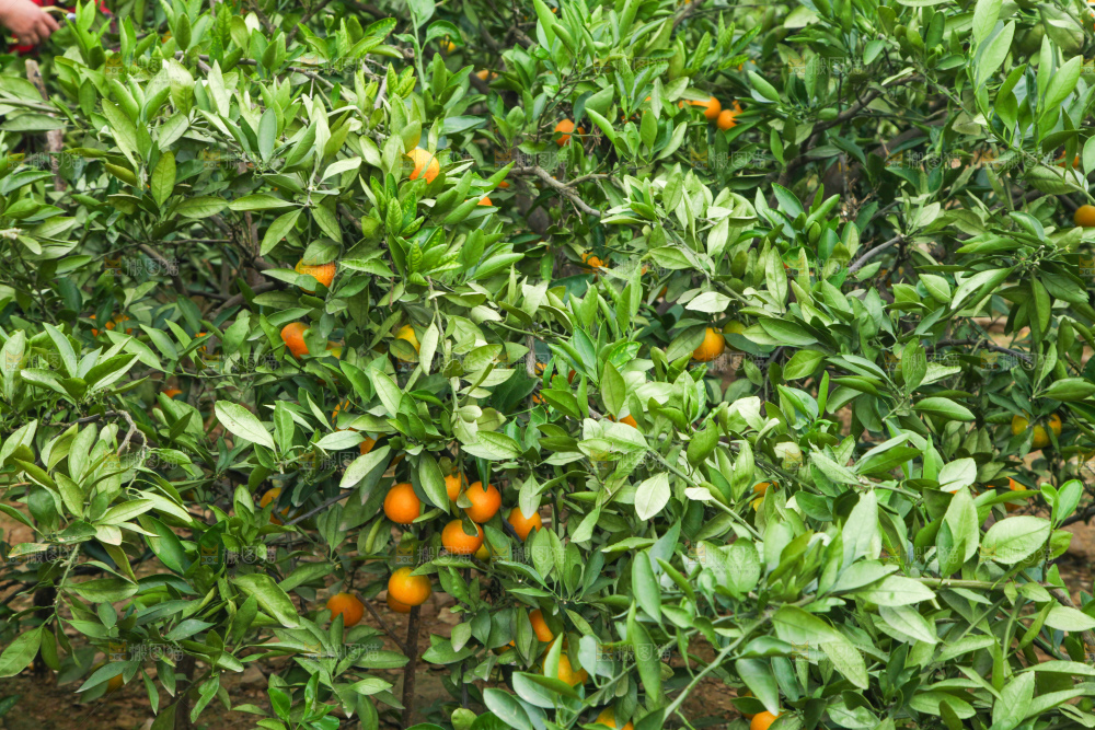 橘子种植基地