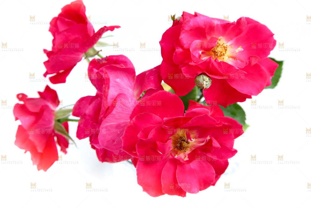 白底上的月季花