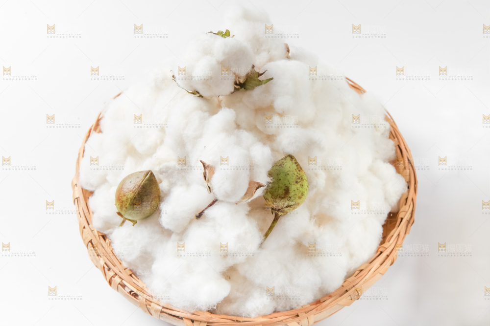 白底上的棉花