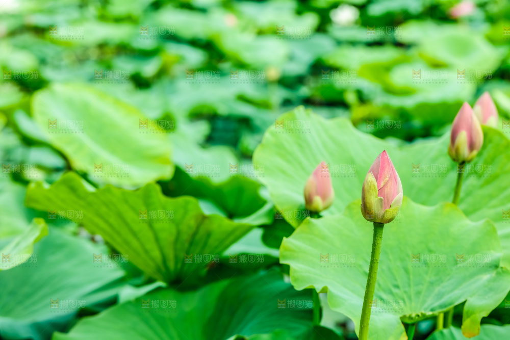 池塘里的荷花花苞