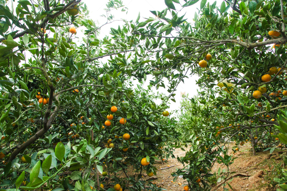 橘子种植基地