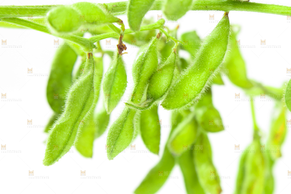 白底上的毛豆