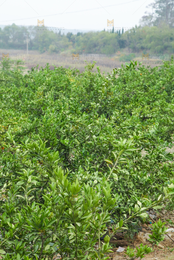 橘子种植基地