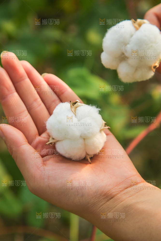 手里拿着棉花