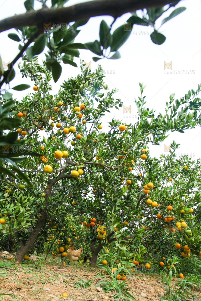 橘子种植基地