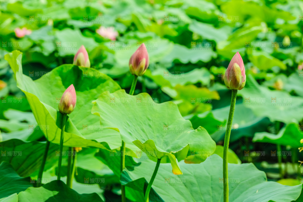 池塘里的荷叶
