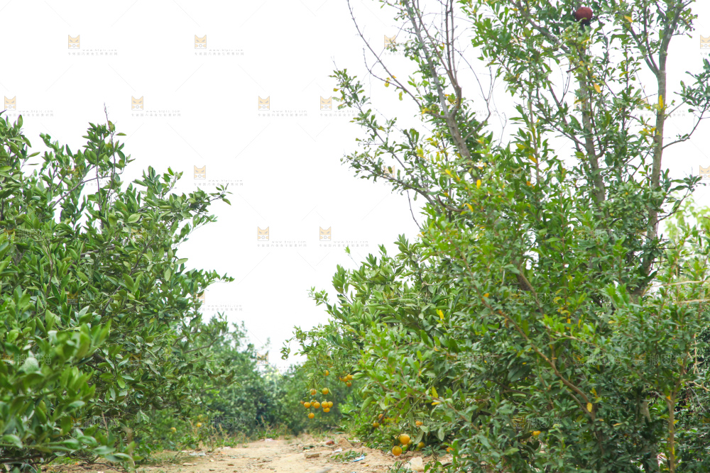橘子种植基地