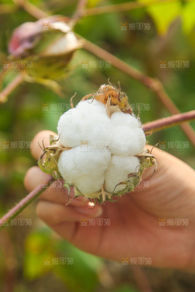 手里拿着棉花