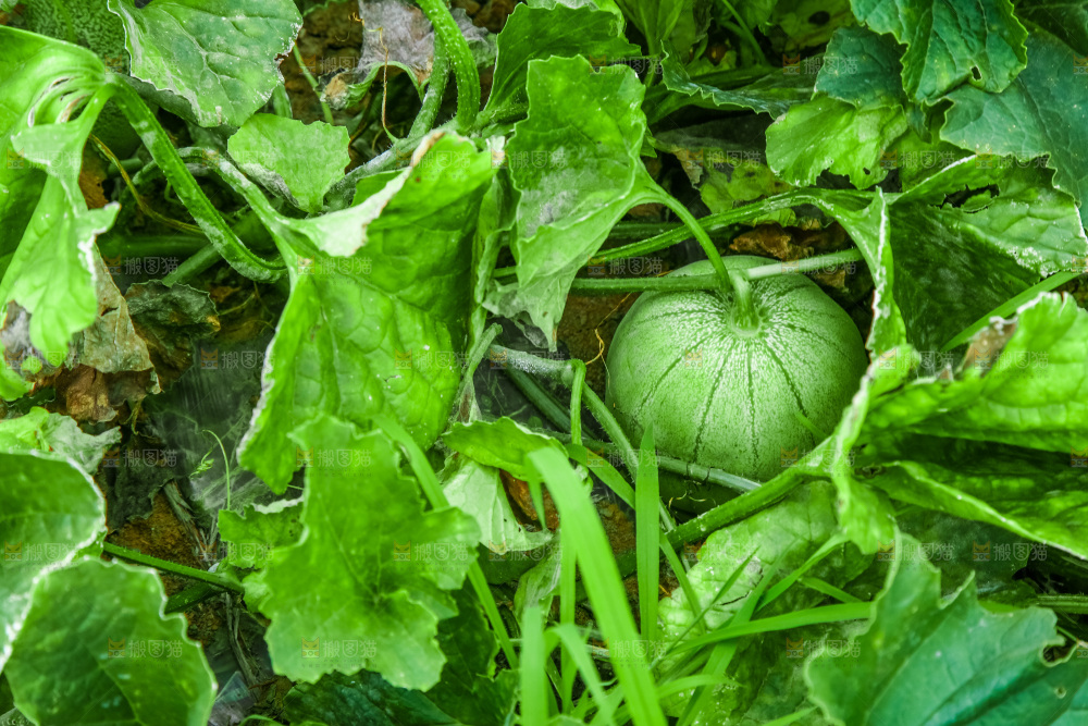 农田里种植的香瓜