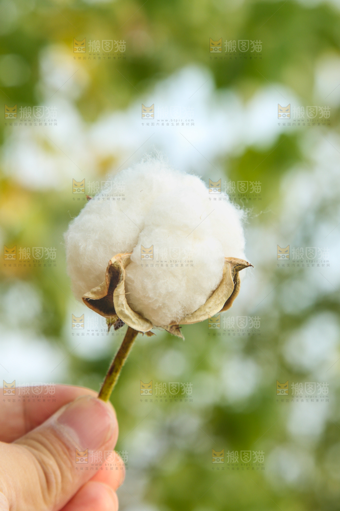 手里拿着棉花