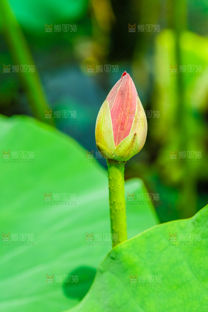 池塘里的荷花花苞