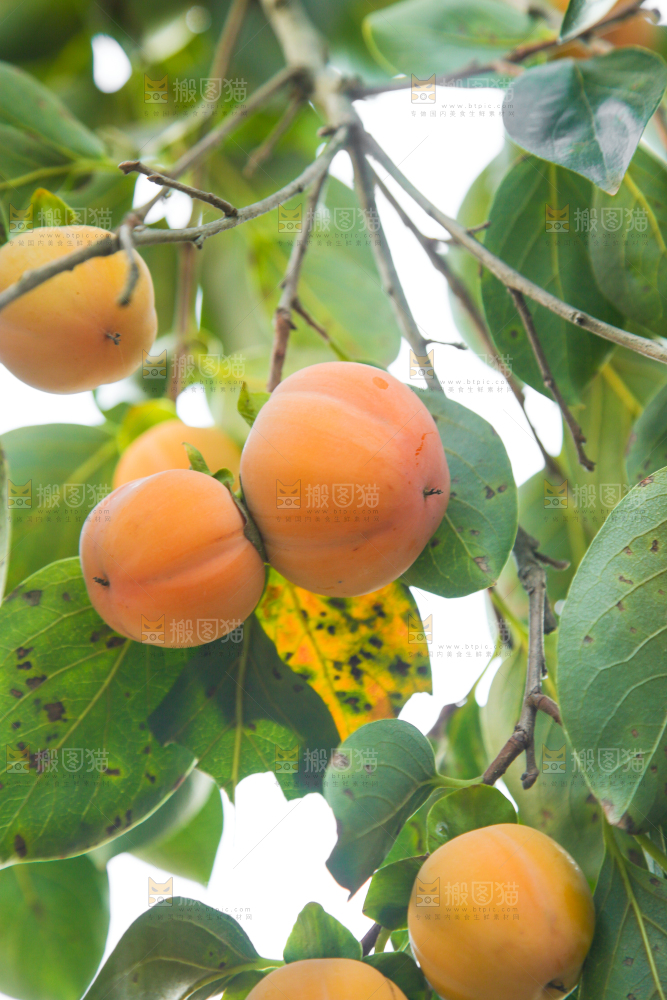 树上长着柿子