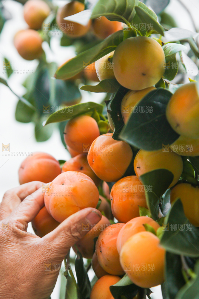 手里拿着柿子