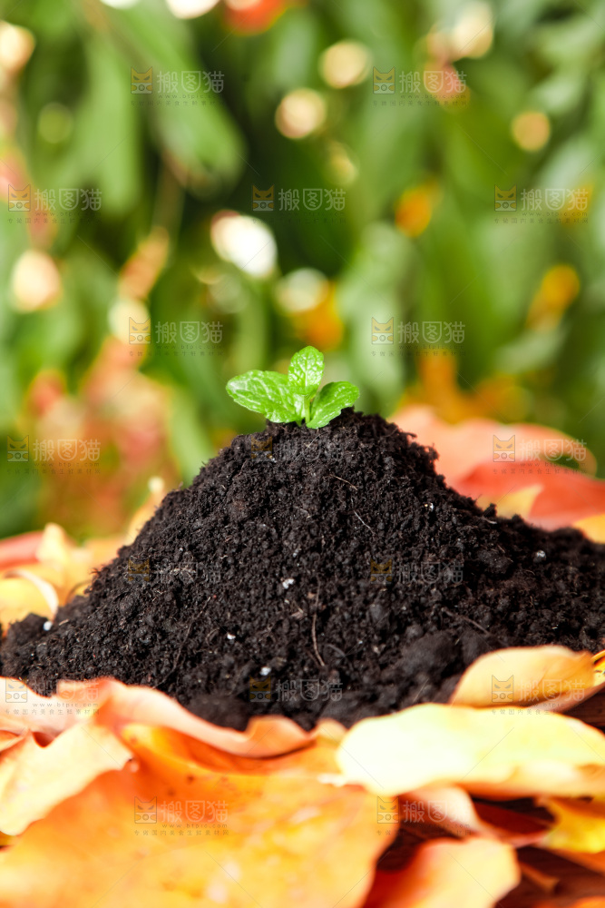 叶子上放着种植土
