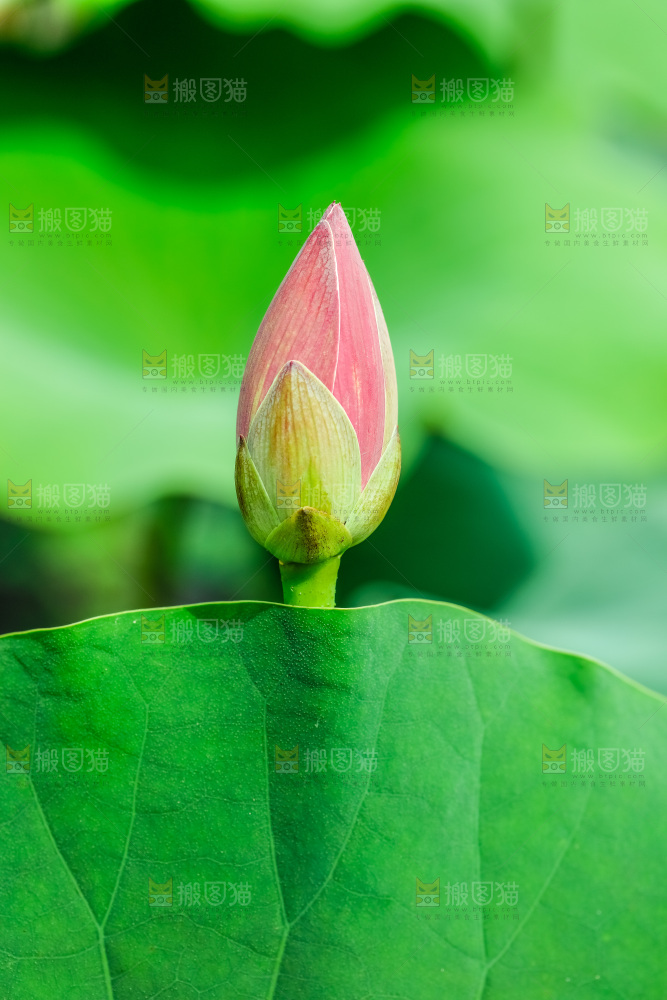 池塘里的荷花花苞