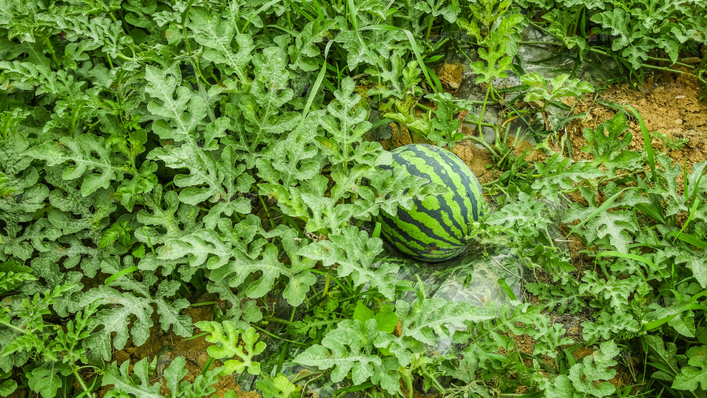 农田里种植的西瓜