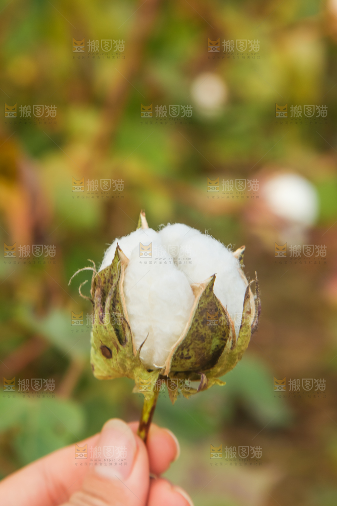 手里拿着棉花