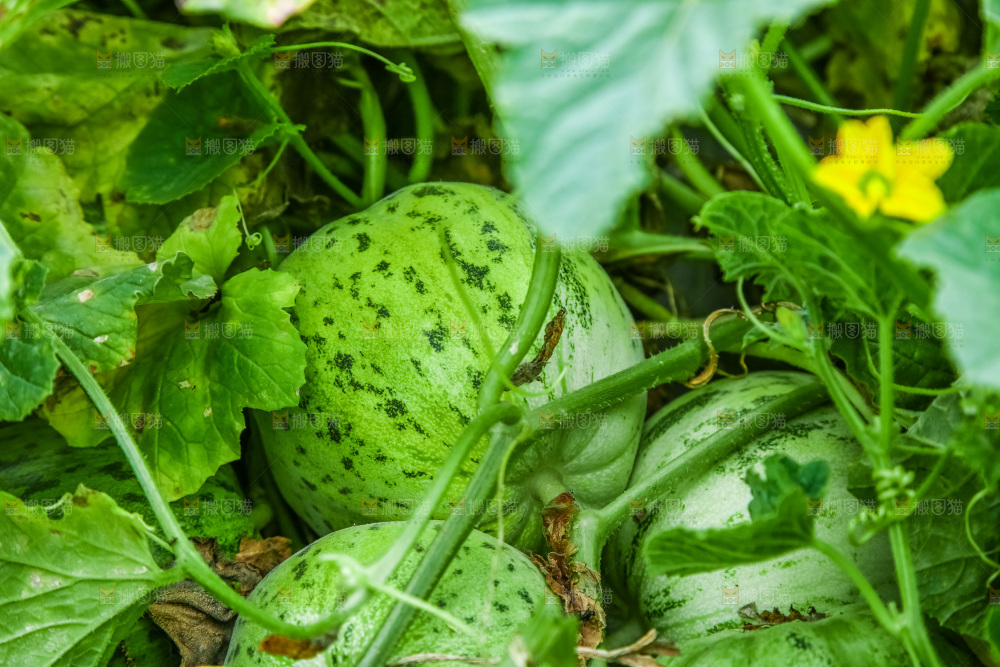 田地里种植的香瓜