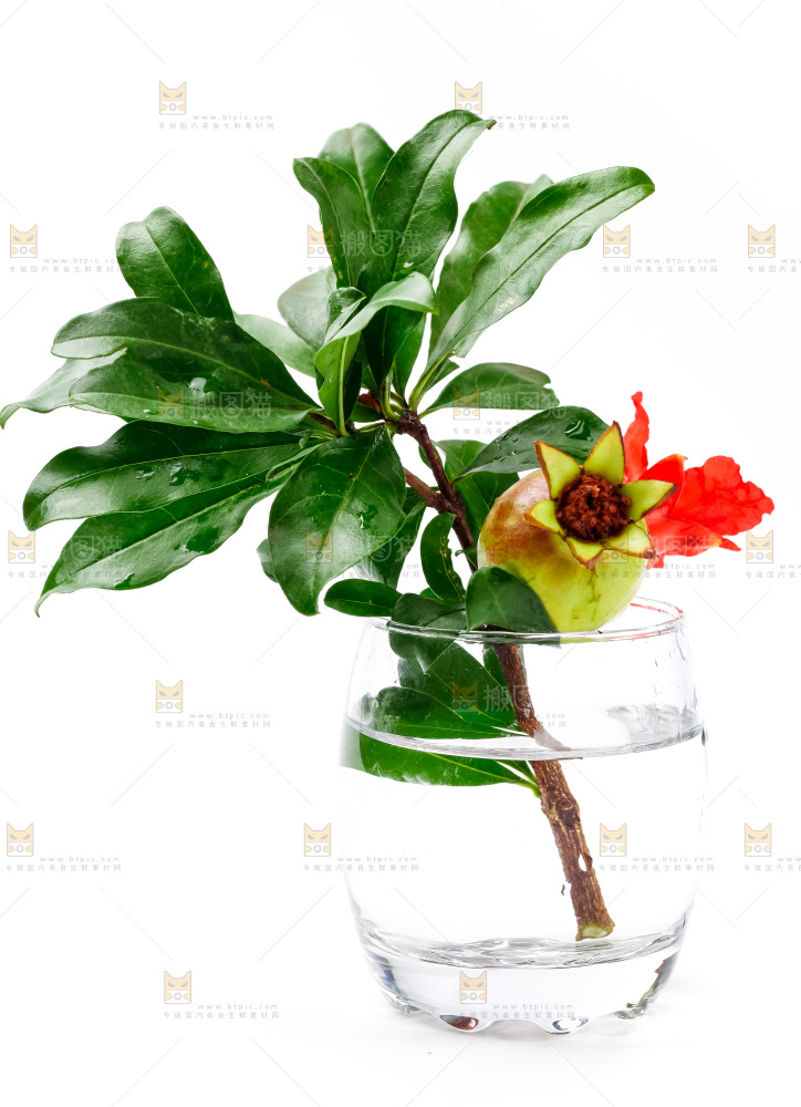 杯子里插着石榴花