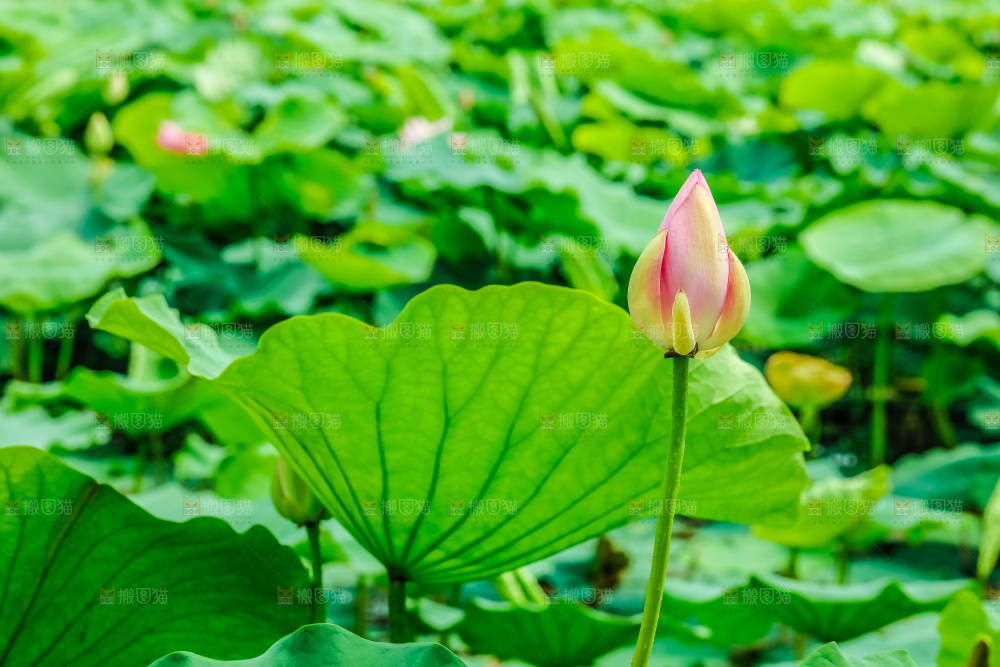 池塘里的荷花花苞