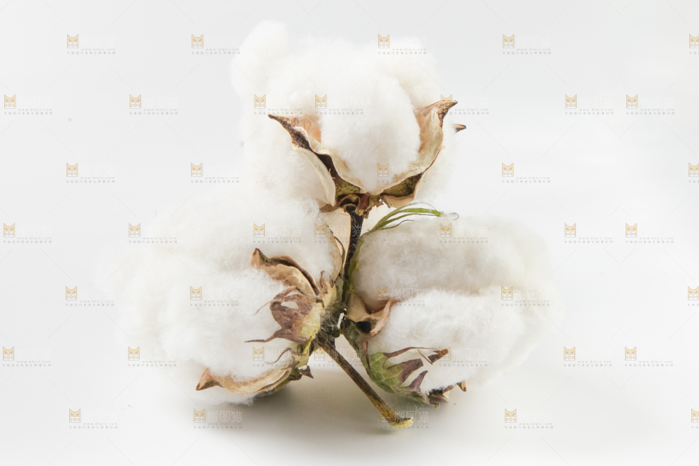白底上的棉花