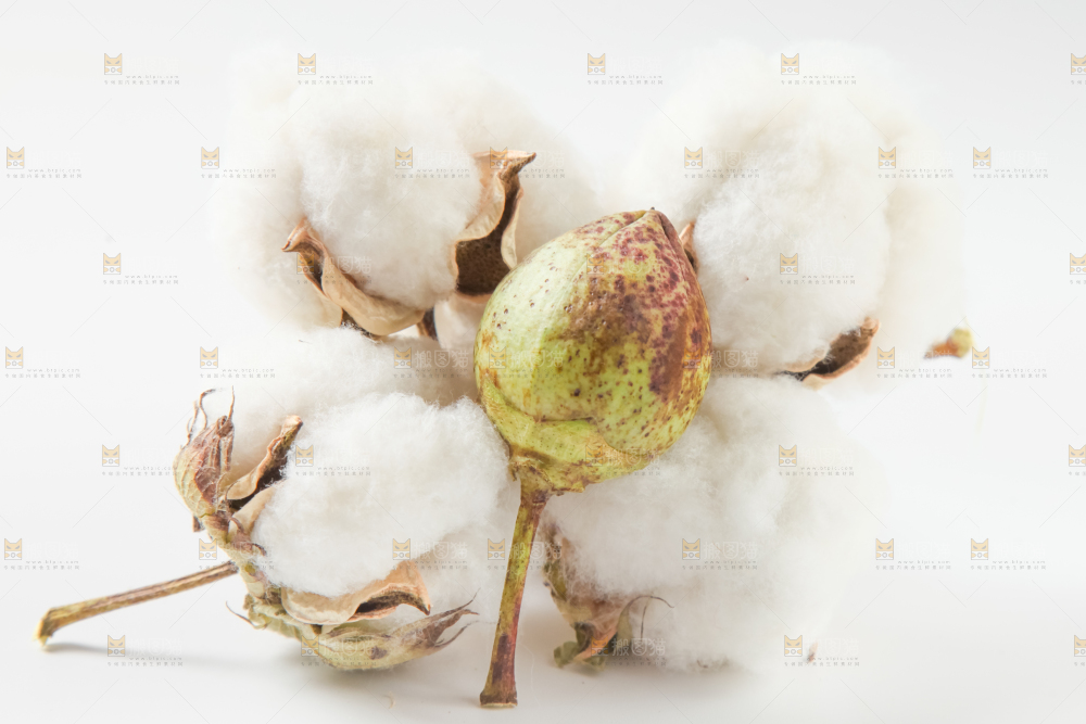 白底上的棉花