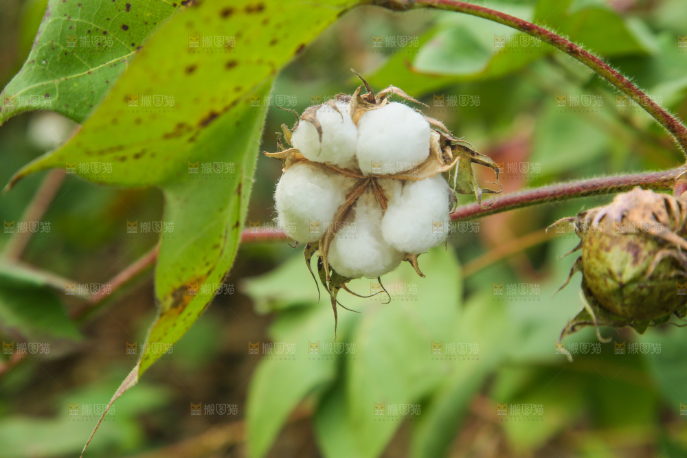 枝头上长着棉花