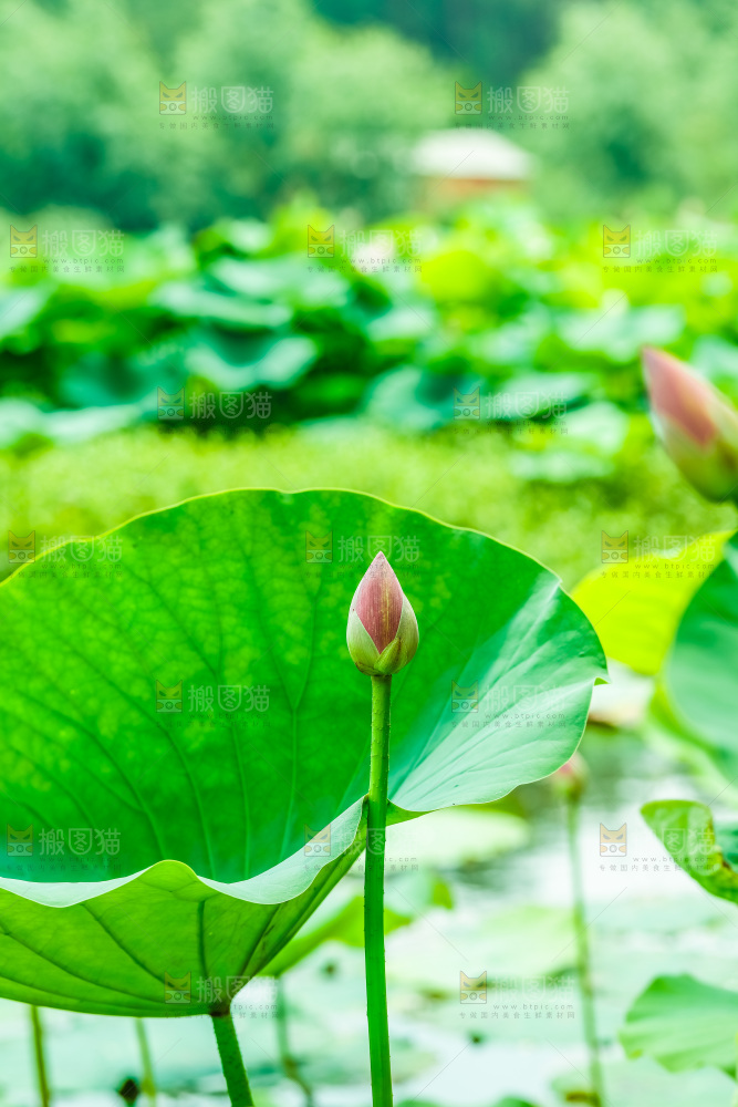 池塘里的荷花花苞