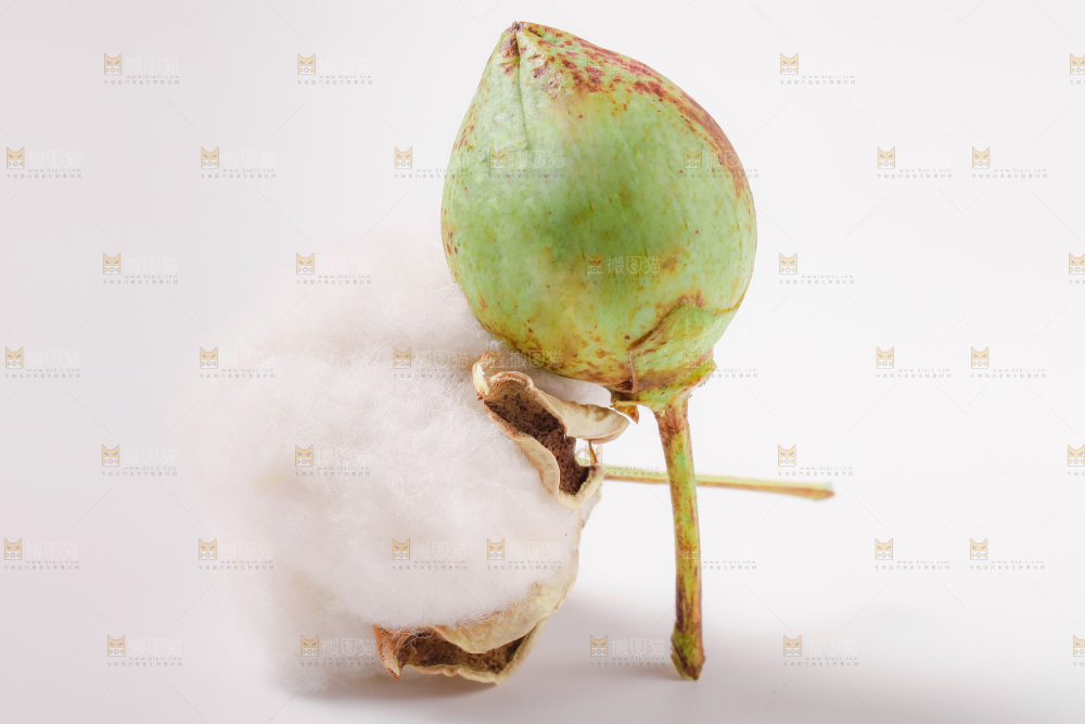 白底上放着棉花籽