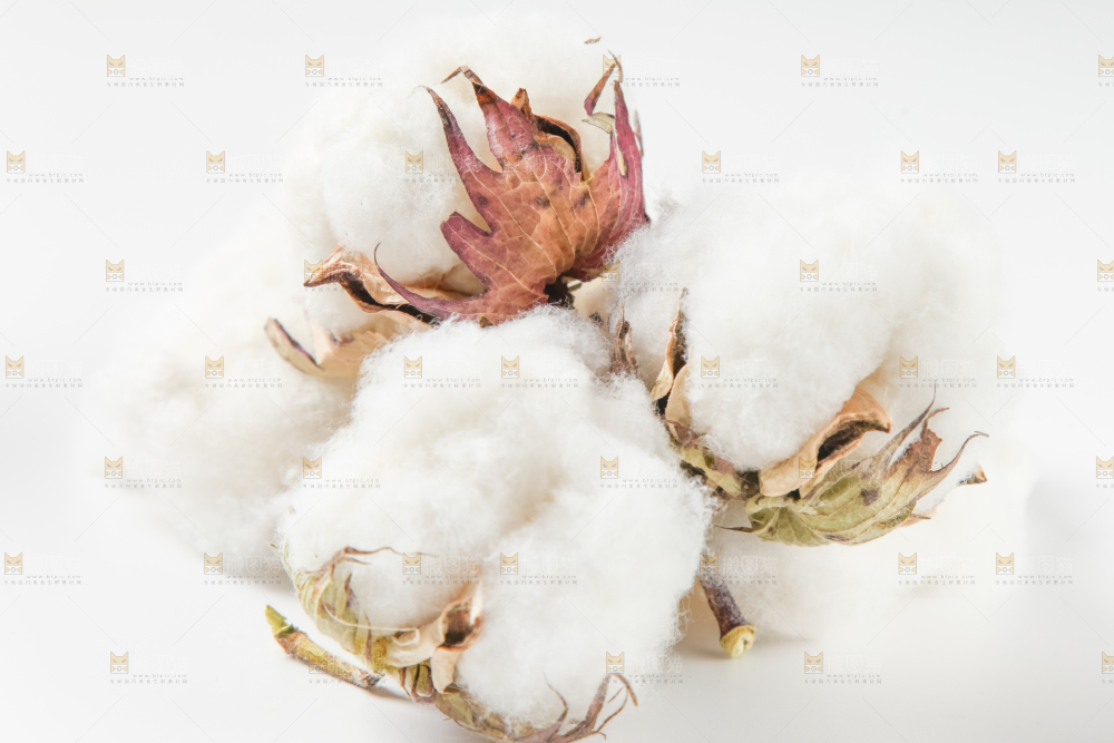 白底上的棉花