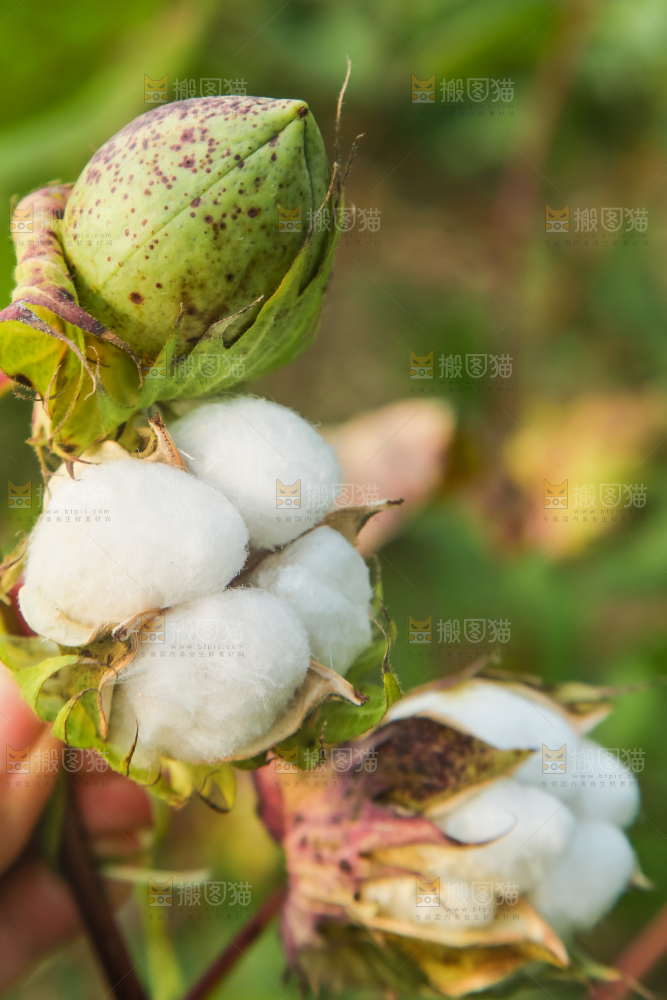 枝头上长着棉花
