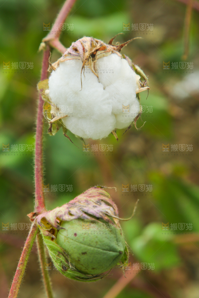 枝头上长着棉花