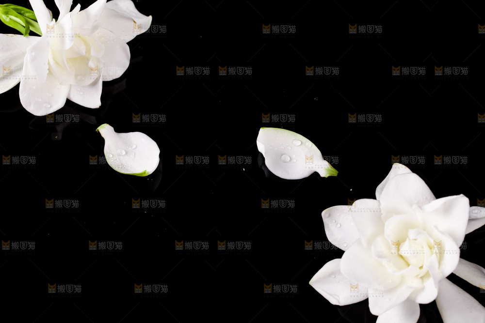 黑底上摆放着栀子花
