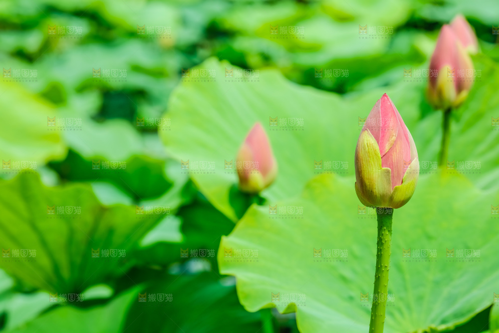 池塘里的荷花花苞