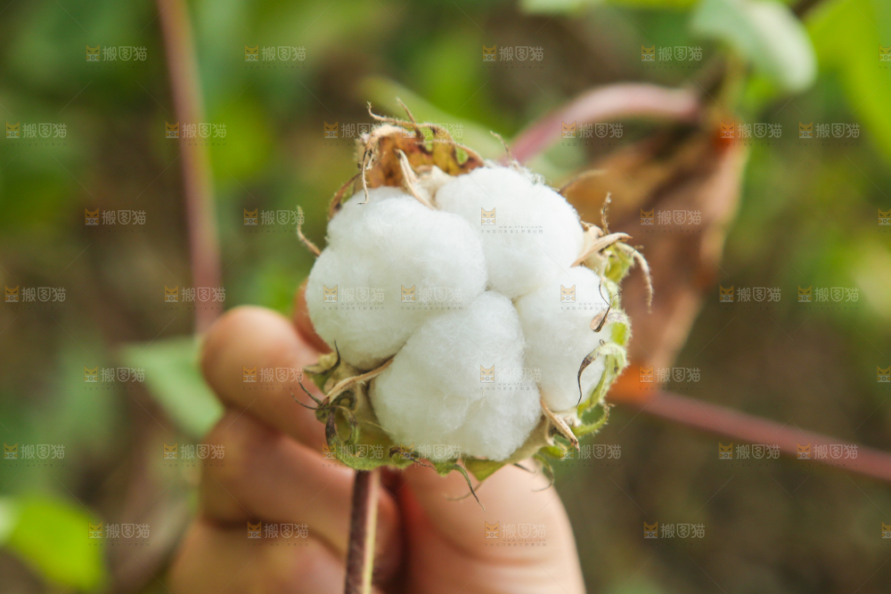 枝头上长着棉花