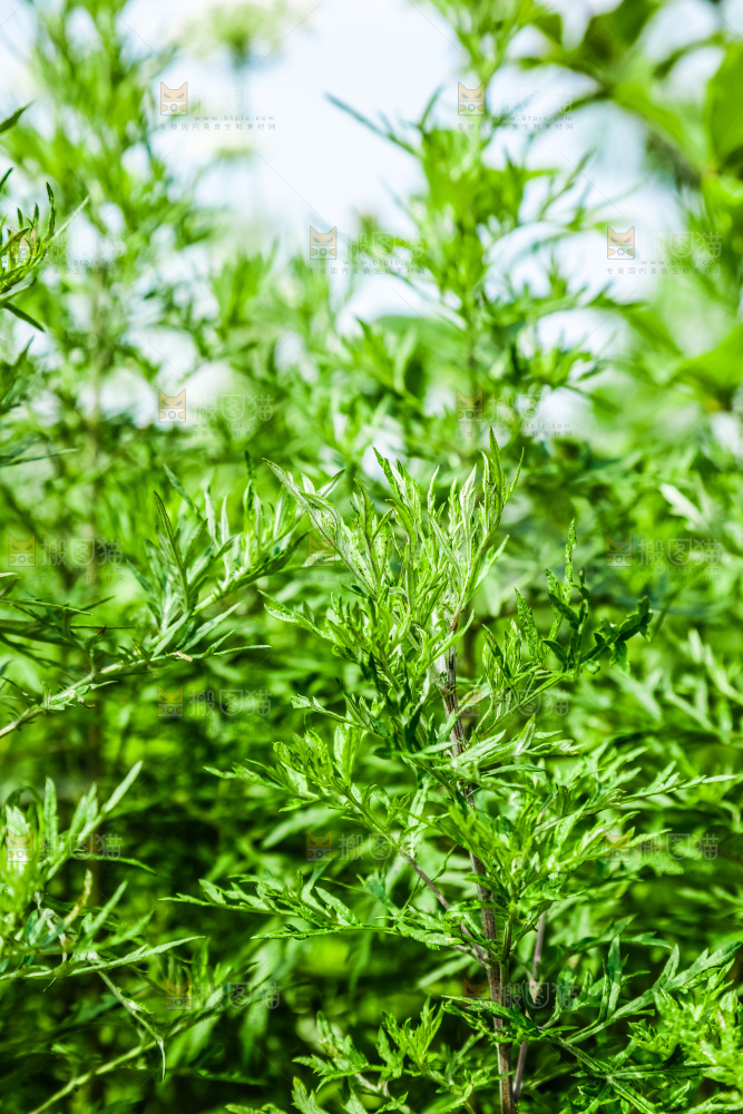 一片绿植