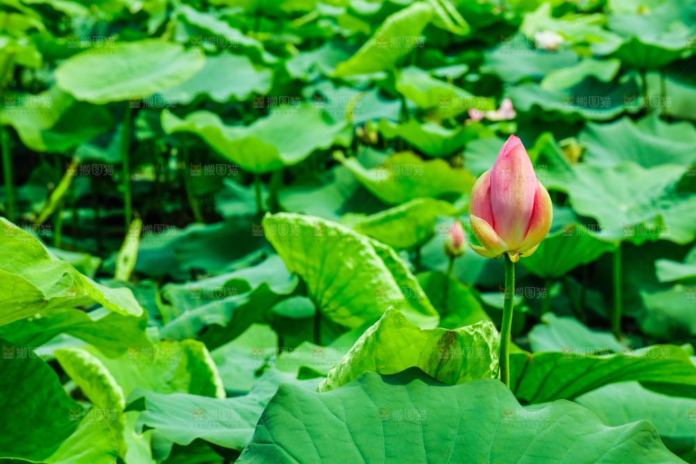 池塘里的荷花花苞