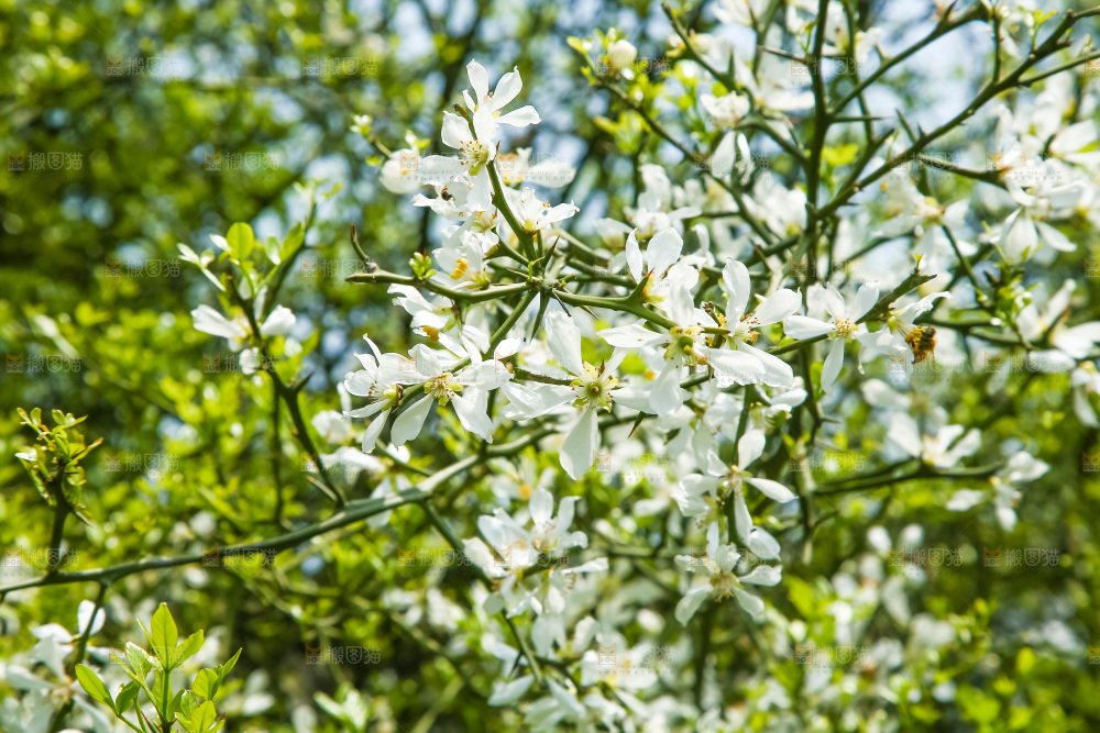 一片茂盛的花朵