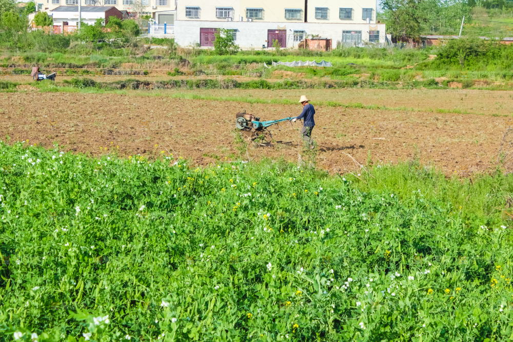 田里种着豌豆苗