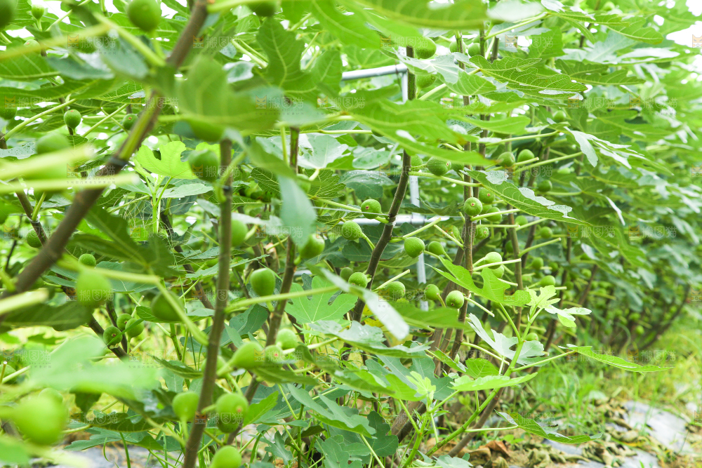户外的无花果树