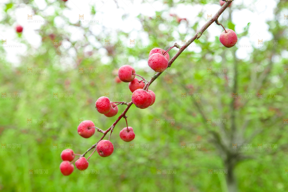 树上挂着海棠果