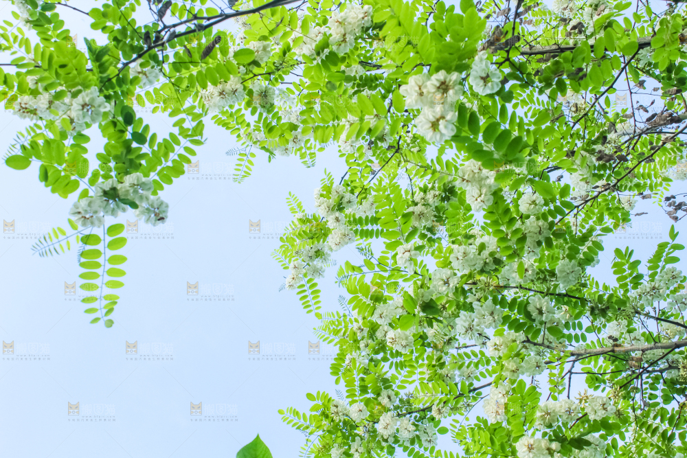 槐树槐花