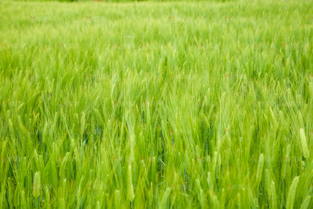 一片麦田