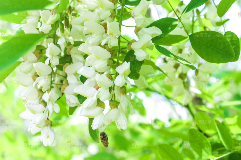 槐树槐花