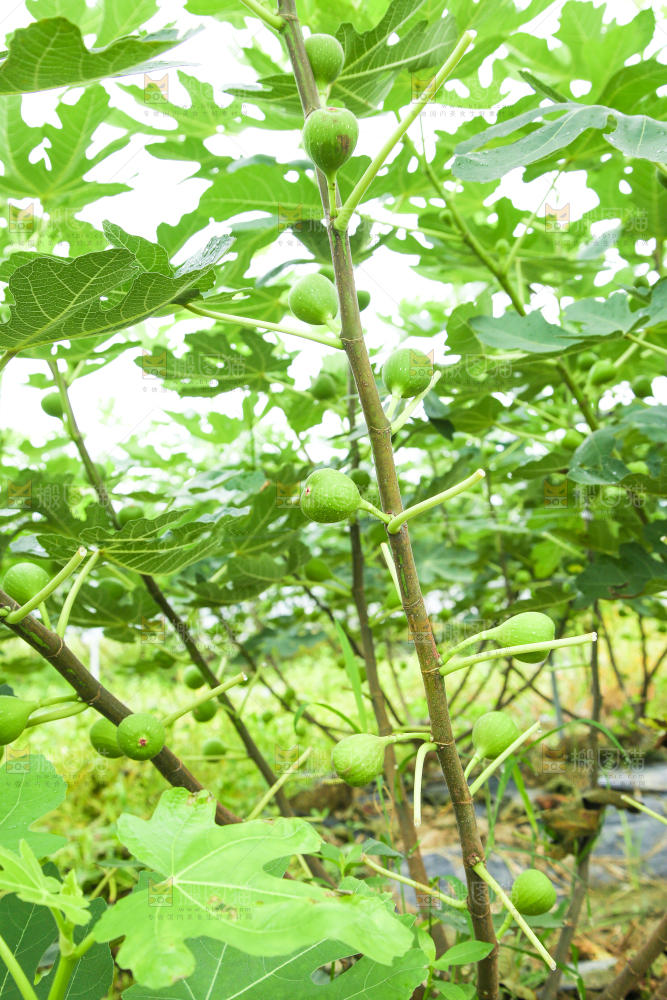 户外的无花果树