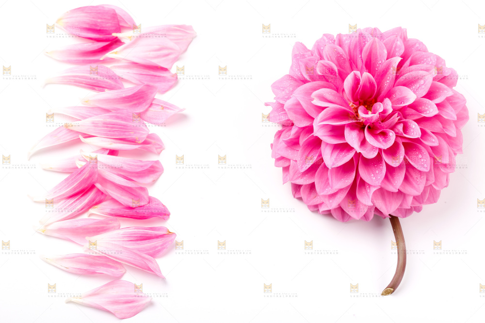 白底上放着花蕾