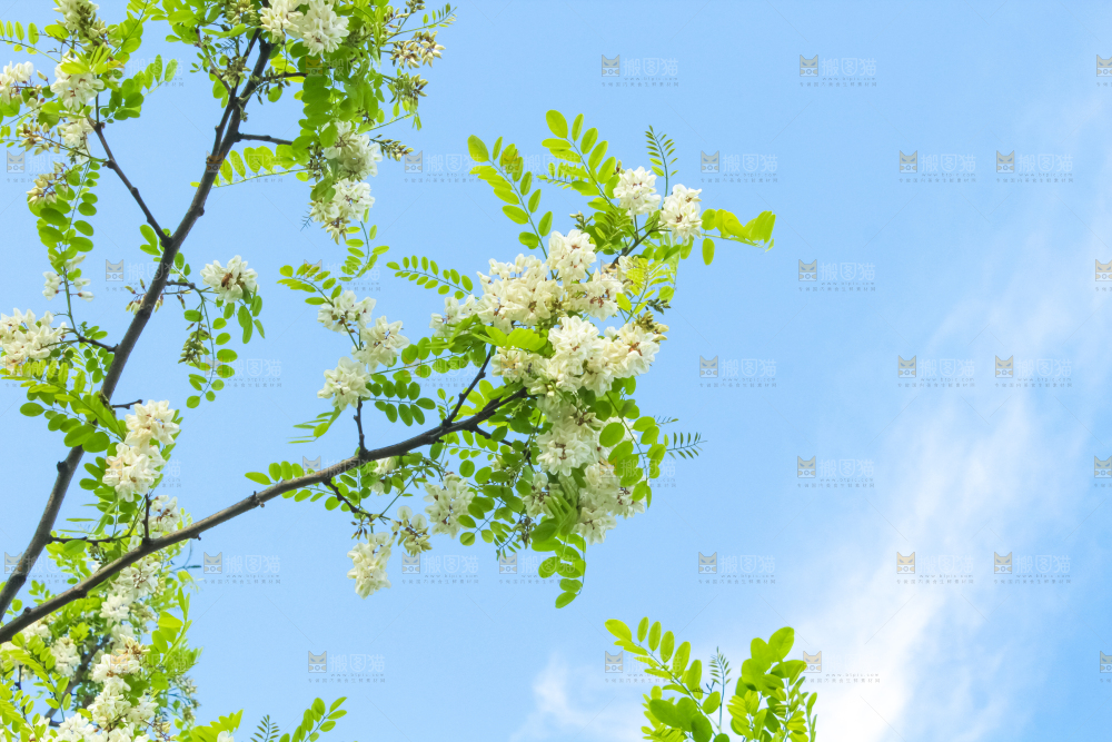 槐树槐花