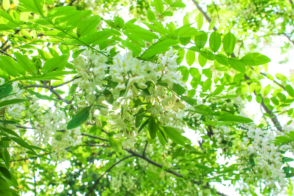 槐树槐花