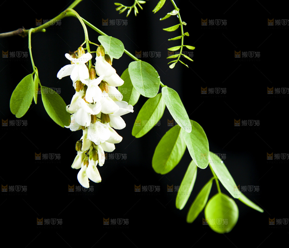 黑底上的槐树花