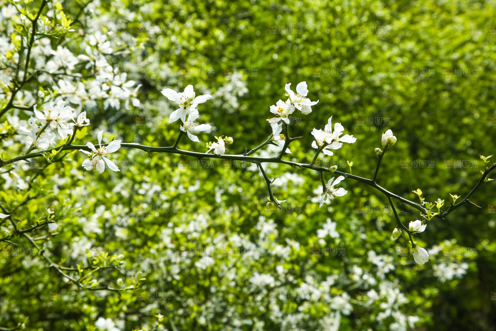 一片茂盛的花朵